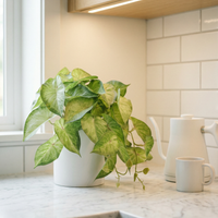 Faux Greenery - The Nook