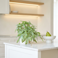 Faux Greenery - The Zen