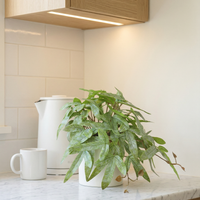 Faux Greenery - The Zen