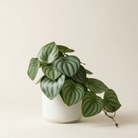 Faux Greenery - The Sage