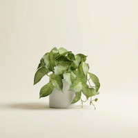 Faux Greenery - The Nook