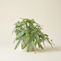 Faux Greenery - The Zen